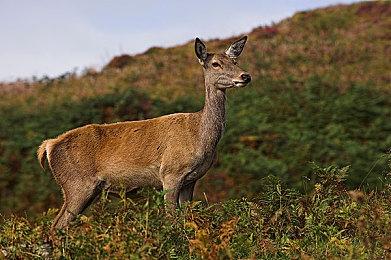 Steam促销造势 世嘉将抽奖送出可以”跑“的电脑